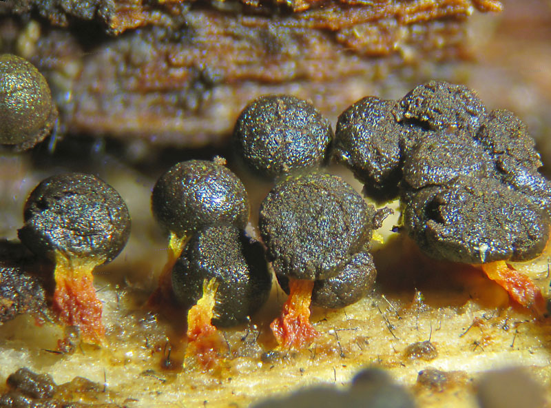 Physarum psittacinum